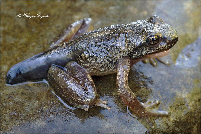 Rocky Mountain Tailed Froglet 104 by Dr. Wayne Lynch &copy;